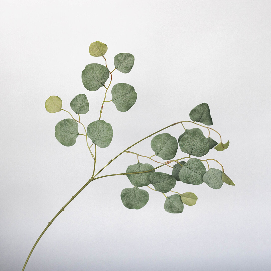 Fall Eucalyptus Stem