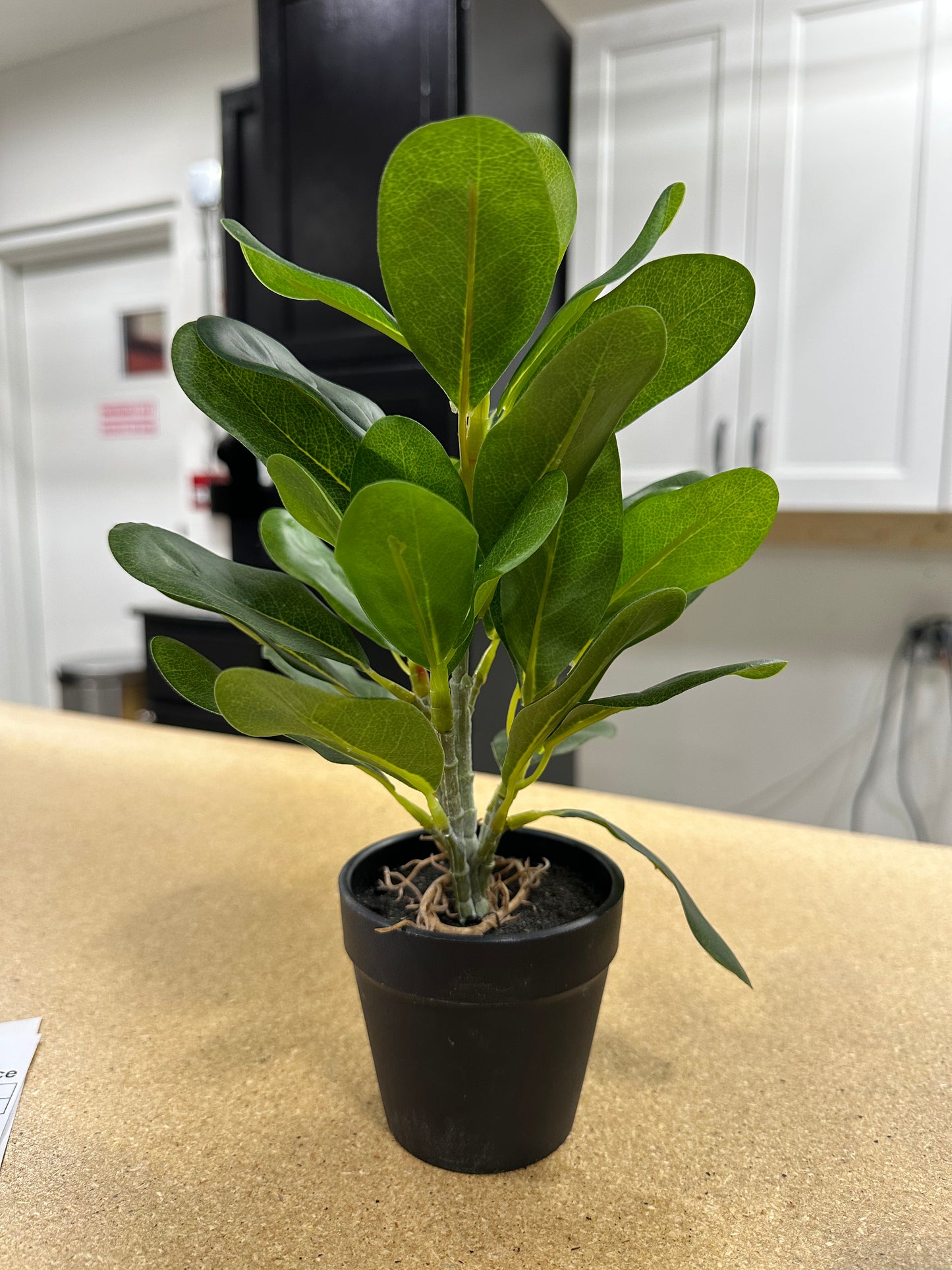 Pittosporum in Pot