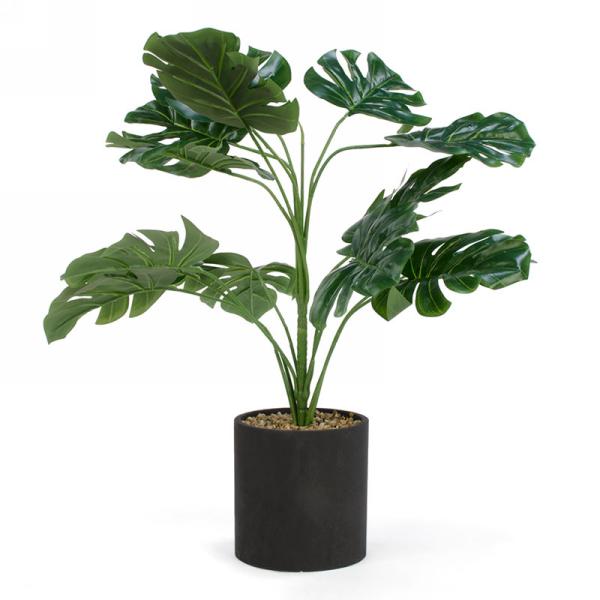 Monstera in Black Pot