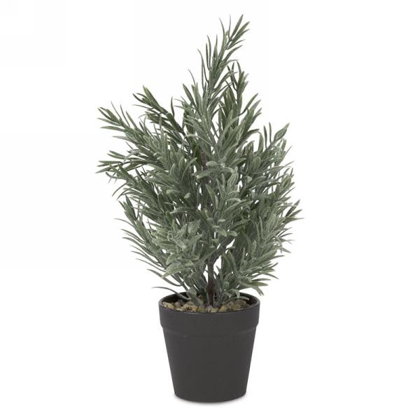 Evers Green Plant in Black Pot