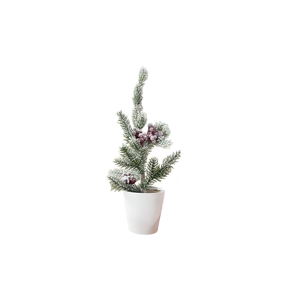Cranberry Pine in Pot