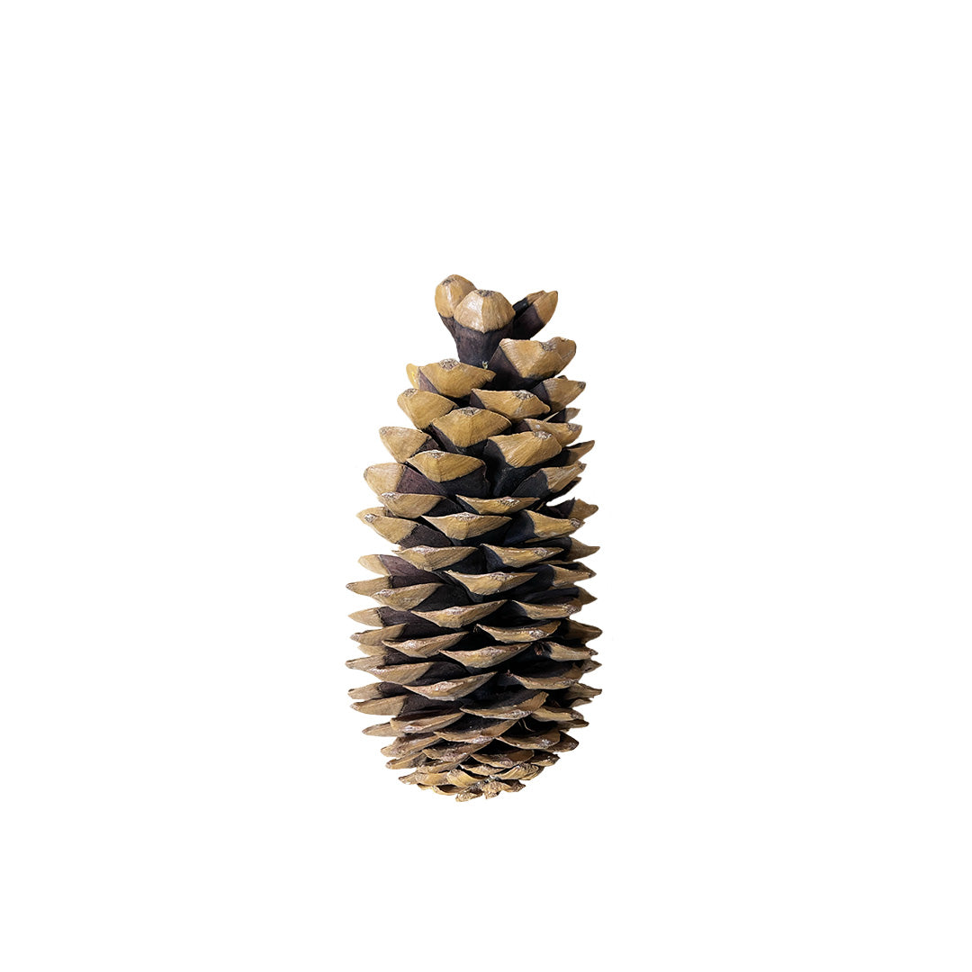Large Pinecone
