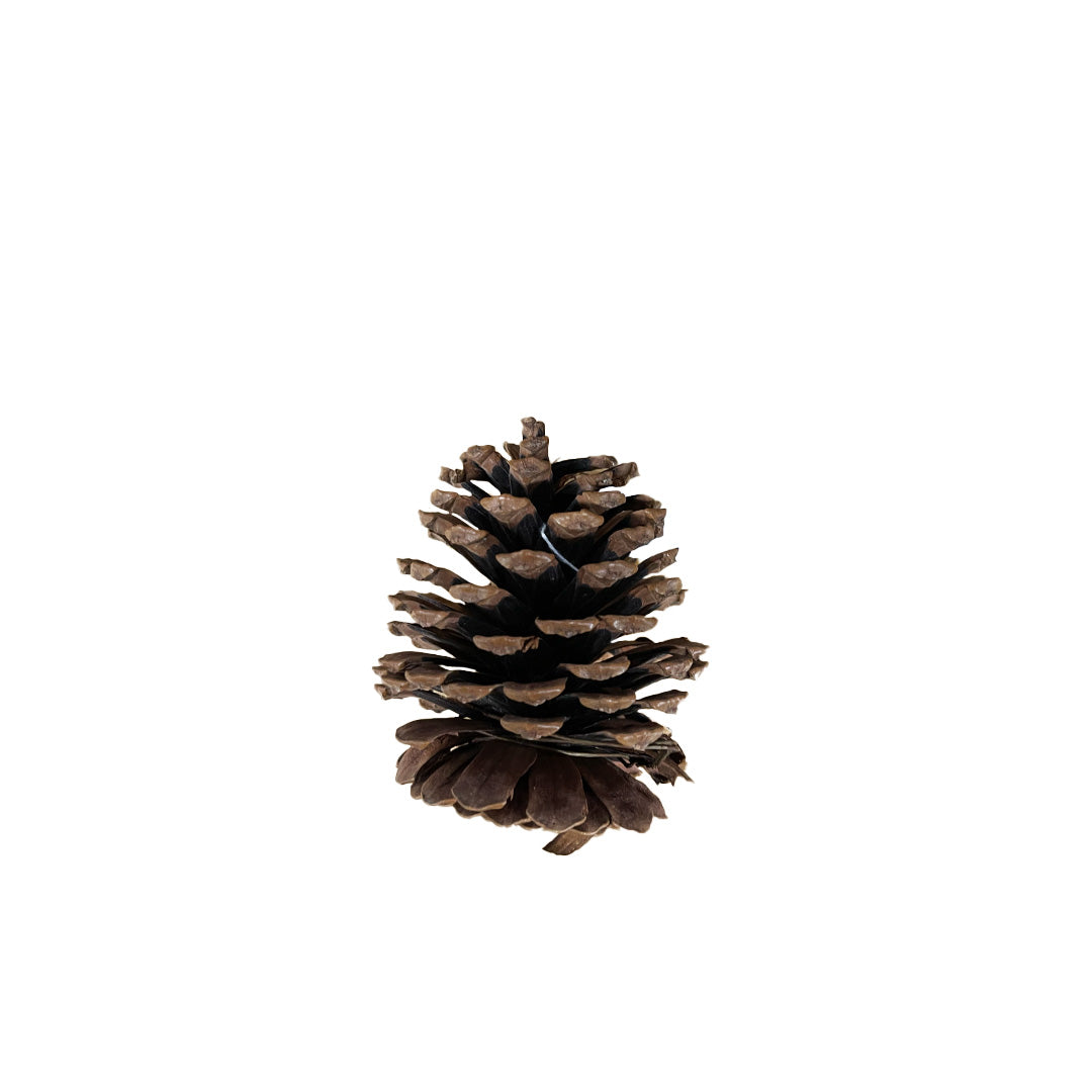Small Pinecone