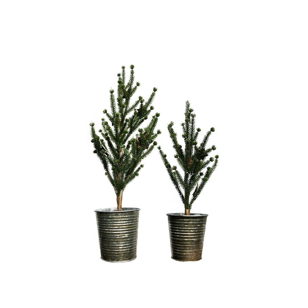 Pine Tree in Tin Green | Medium