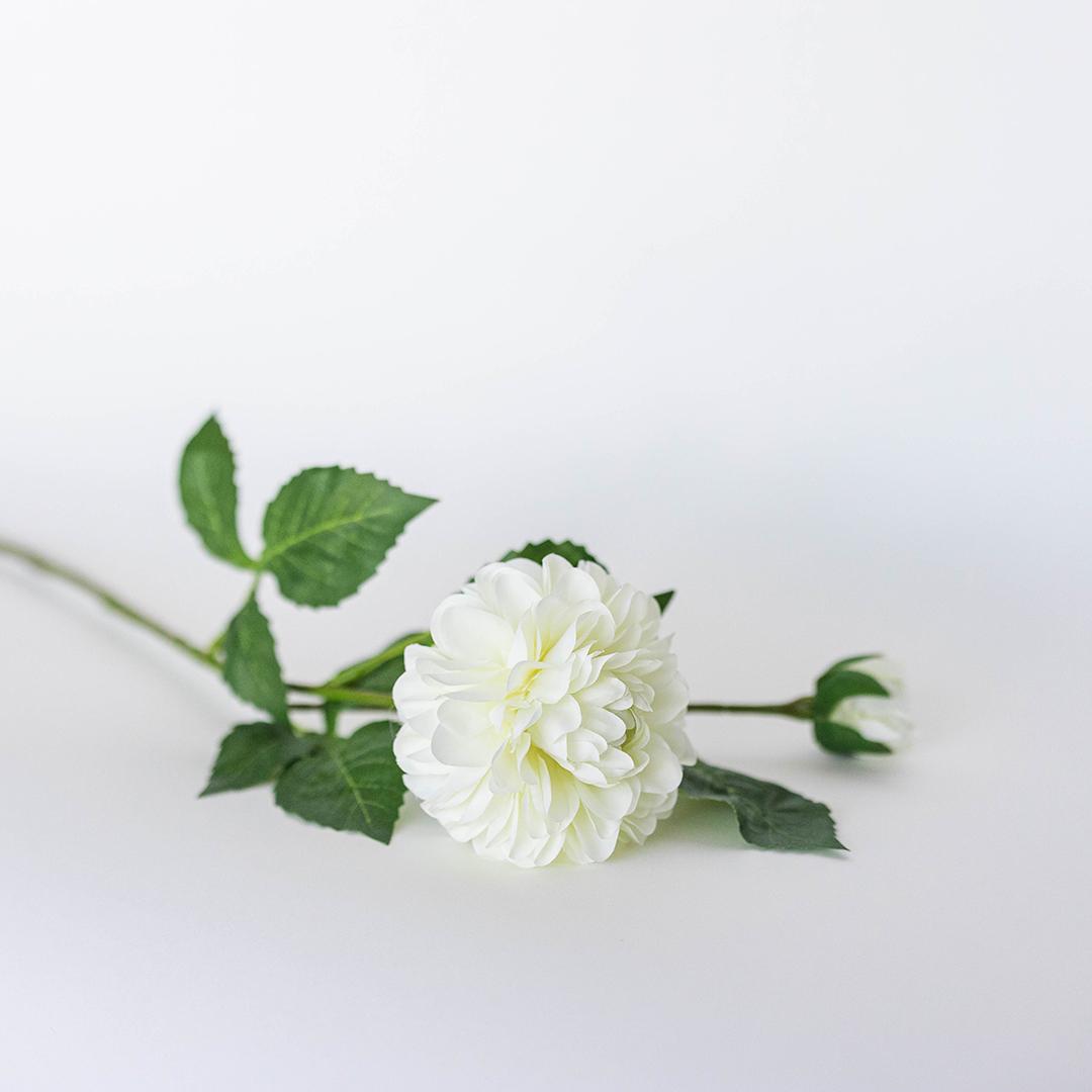 White Dahlia Stem