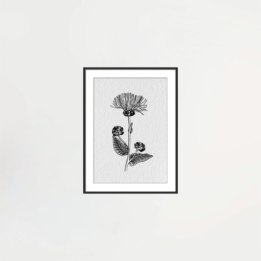 Framed Wildflower Print