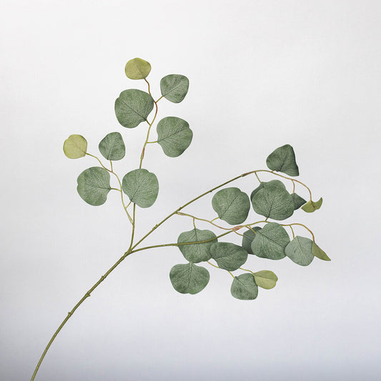 Fall Eucalyptus Stem