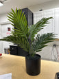 Areca in Black Pot