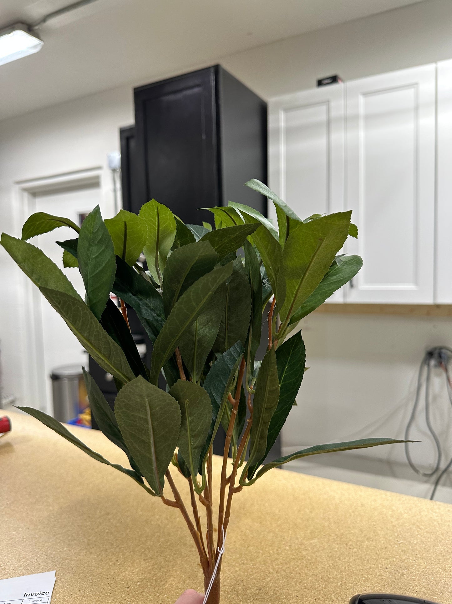 Laurel Leaf Bush