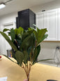 Laurel Leaf Bush