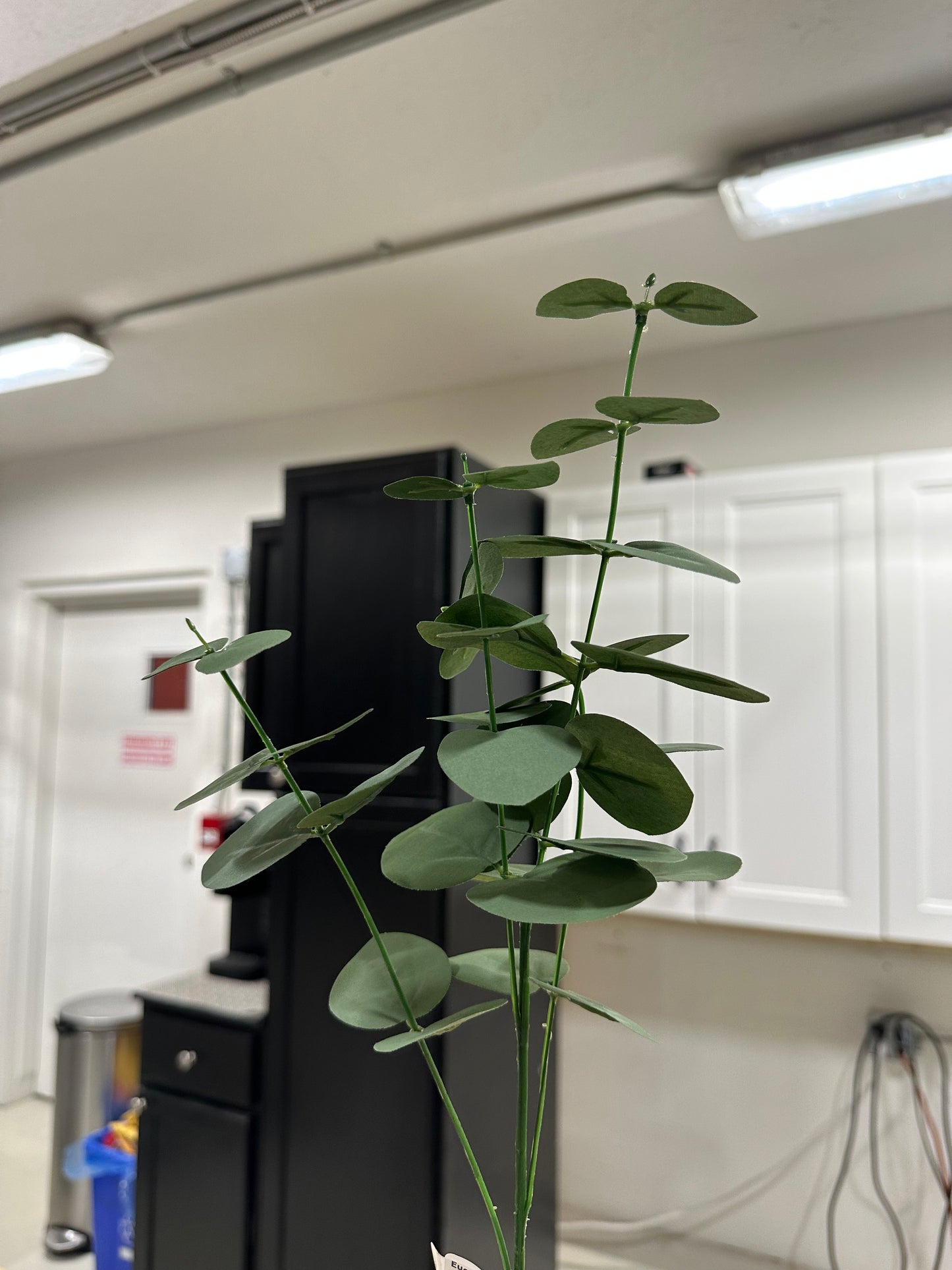 Eucalyptus Flat Stem