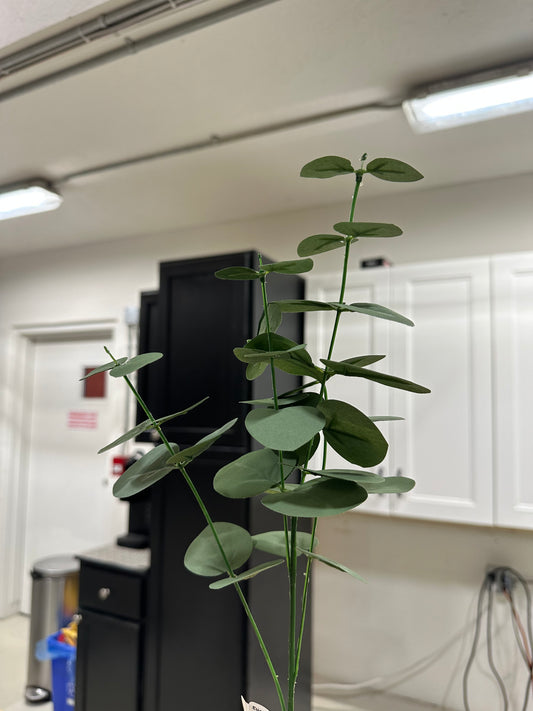 Eucalyptus Flat Stem