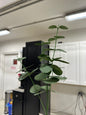 Eucalyptus Flat Stem
