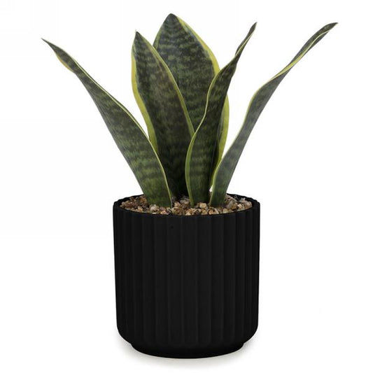 Black Ridge Pot Leaf Plant