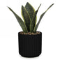 Black Ridge Pot Leaf Plant