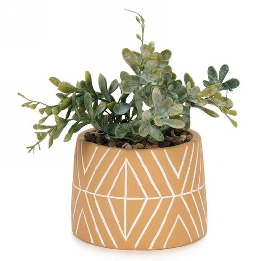 Yellow Aztec Plant