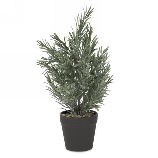 Evers Green Plant in Black Pot