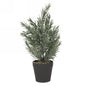Evers Green Plant in Black Pot