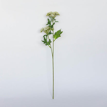 Lace Flower Stem