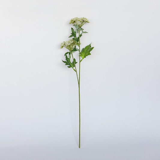 Lace Flower Stem