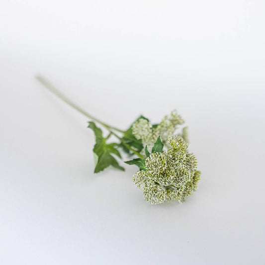 Lace Flower Stem