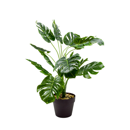 Monstera Plant in Pot