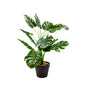 Monstera Plant in Pot