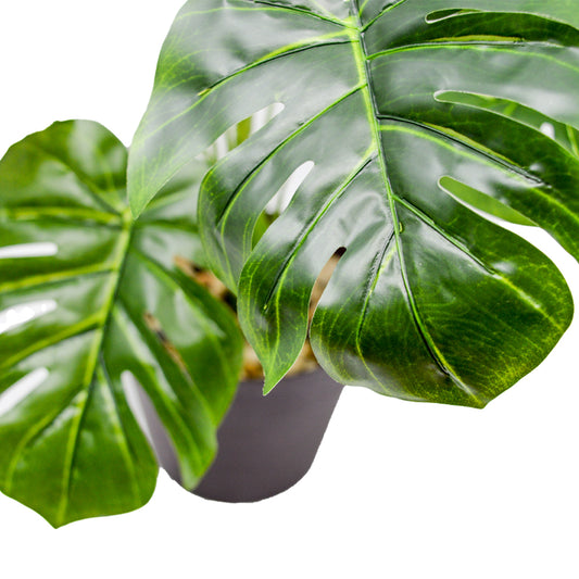 Monstera Plant in Pot