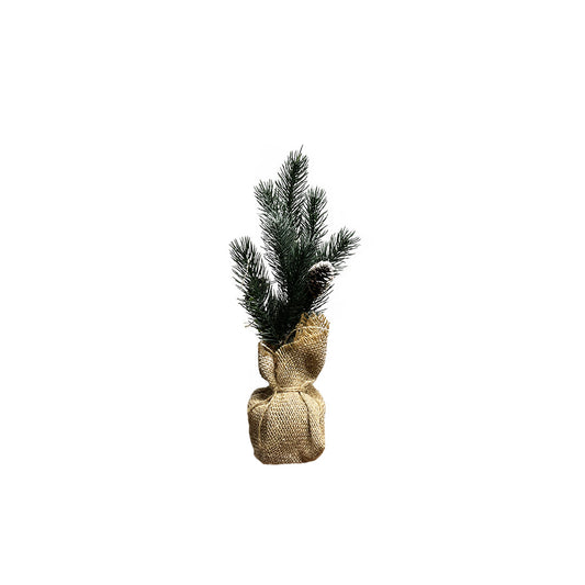 Small Pine Tree with Cones