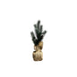 Small Pine Tree with Cones