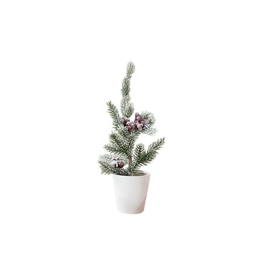 Cranberry Pine in Pot