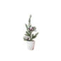 Cranberry Pine in Pot