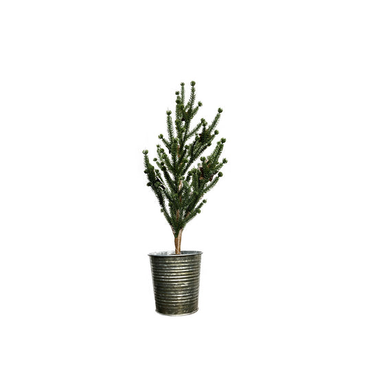 Pine Tree in Tin Green | Medium