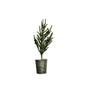 Pine Tree in Tin Green | Medium