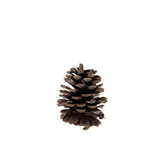 Small Pinecone
