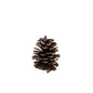Small Pinecone