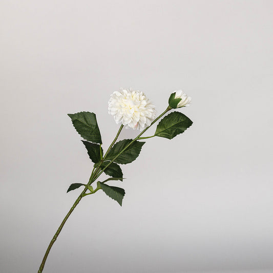 White Dahlia Stem