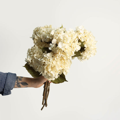 Hydrangea Branch