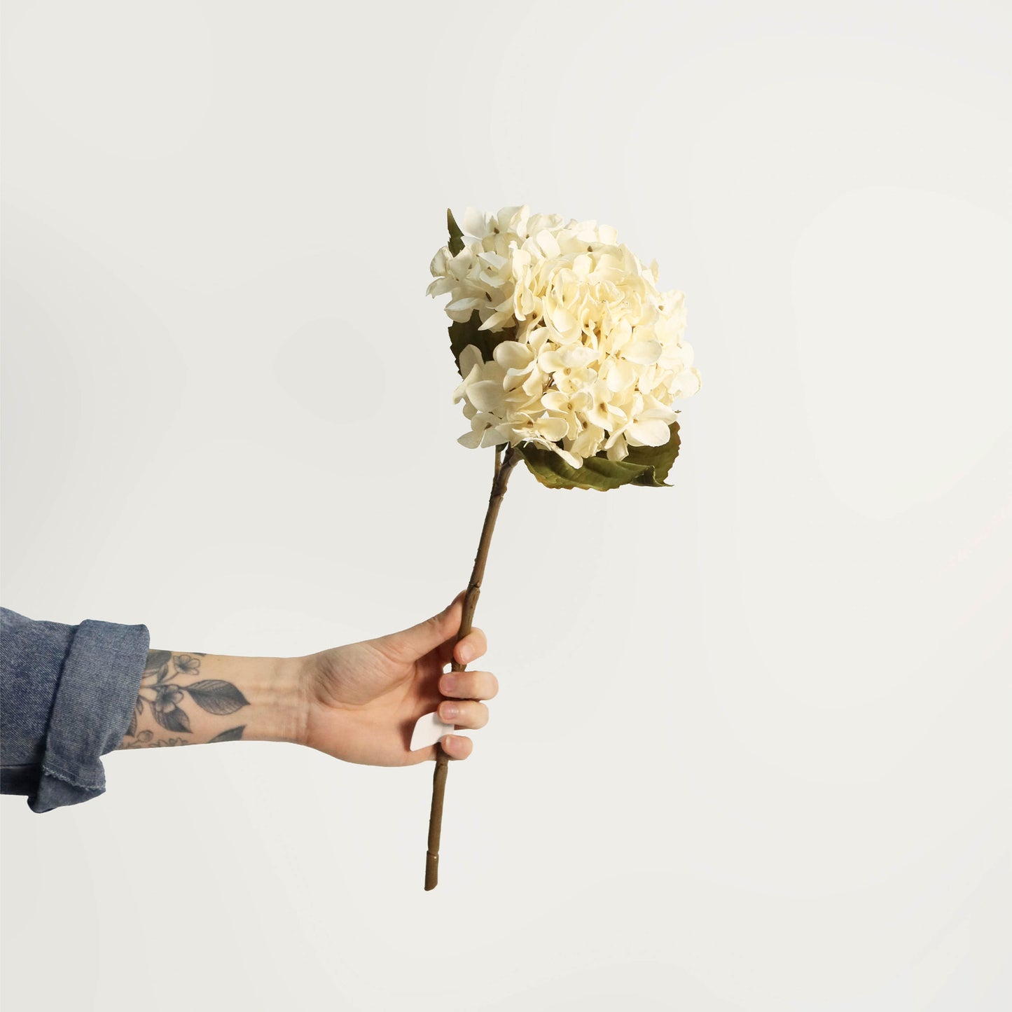 Hydrangea Branch