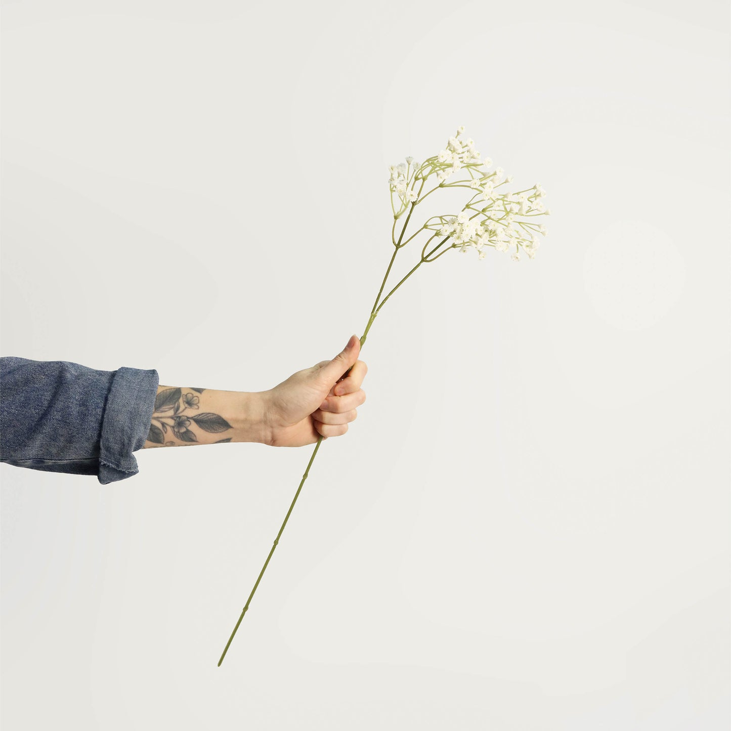 White Allium Stem